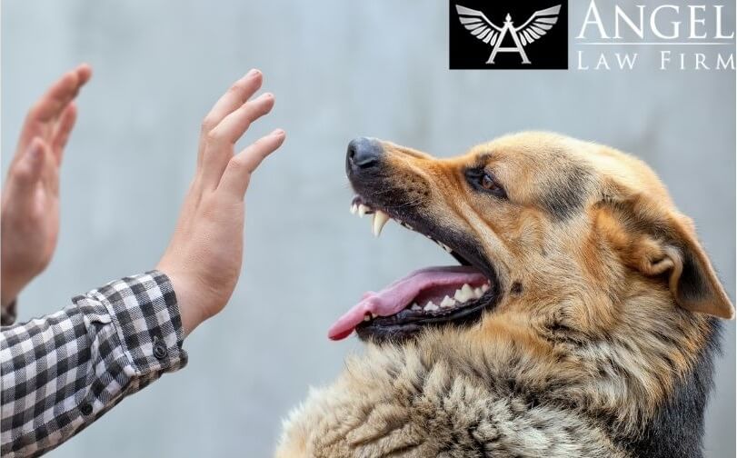 A large dog baring it's teeth at a person with their hands up
